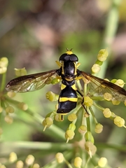 Xanthogramma marginale