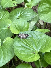 Trichodezia californiata