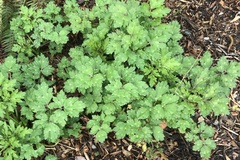 Ranunculus repens