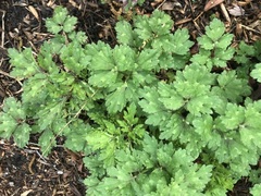 Ranunculus repens