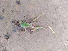 Gastrotheca marsupiata