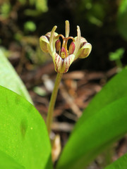 Scoliopus hallii