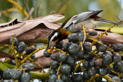 Spindalis zena benedicti