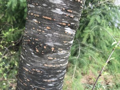 Prunus