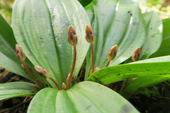Scoliopus hallii