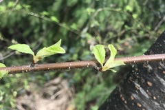 Prunus