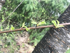 Prunus