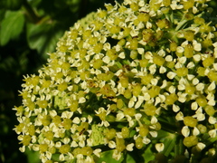 Smyrnium olusatrum