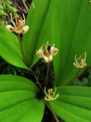 Scoliopus hallii