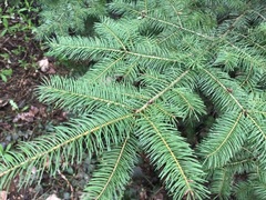 Pseudotsuga menziesii