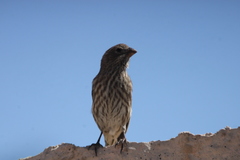 Haemorhous mexicanus