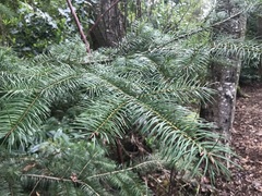 Pseudotsuga menziesii