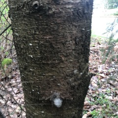 Pseudotsuga menziesii