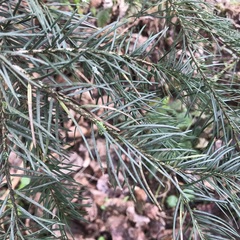 Pseudotsuga menziesii