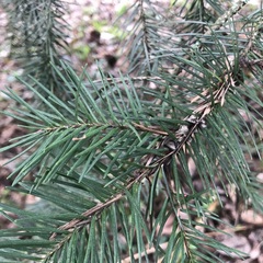 Pseudotsuga menziesii