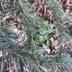 Pseudotsuga menziesii