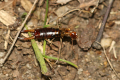 Apterygida albipennis