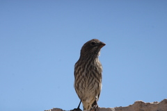 Haemorhous mexicanus