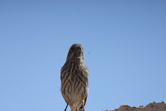 Haemorhous mexicanus