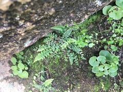 Asplenium foreziense