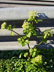 Smyrnium olusatrum