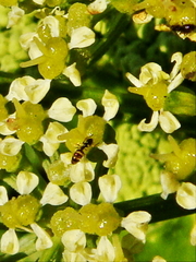 Smyrnium olusatrum