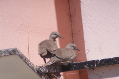 Streptopelia decaocto