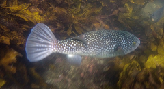 Arothron firmamentum