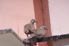 Streptopelia decaocto