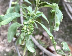 Rhopalomyia audibertiae