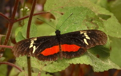 Heliconius hortense