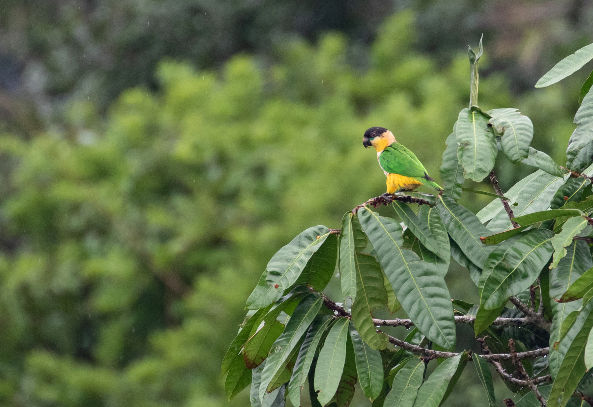 Black-headed Parrot illustration