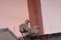 Streptopelia decaocto