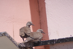 Streptopelia decaocto
