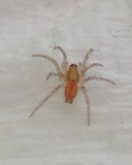 Araneae