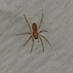Araneae