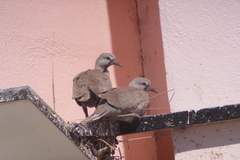 Streptopelia decaocto