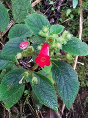 Gesnerieae