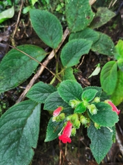 Gesnerieae