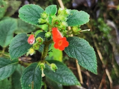 Gesnerieae