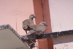 Streptopelia decaocto