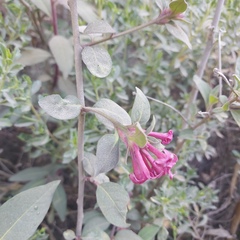 Cestrum fasciculatum