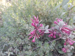 Cestrum fasciculatum
