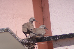 Streptopelia decaocto