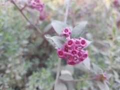 Cestrum fasciculatum
