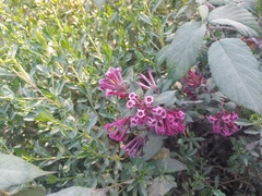 Cestrum fasciculatum