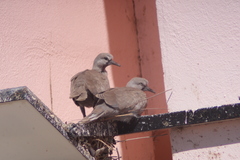 Streptopelia decaocto