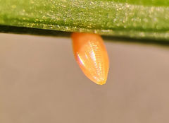 Anthocharis midea