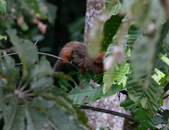 Plecturocebus discolor