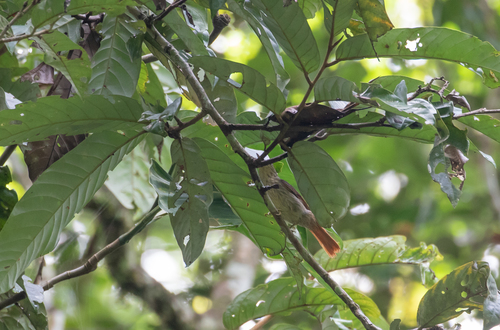 Chestnut-winged Hookbill (Ancistrops strigilatus), photo 9